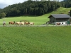 2022-Haflingerhof-14