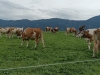 2022-Almabtrieb-Haaserwirt-16